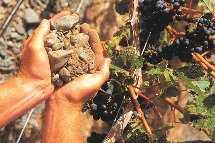 Cabernet Sauvignon