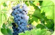 New Zealand Gamay Noir