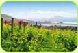 Northland Wine