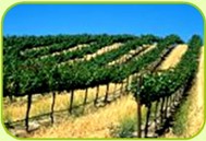 Martinborough Wine