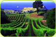 Auckland Wine