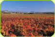 Canterbury Wine