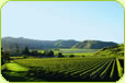 Gisborne Wine