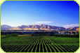 Marlborough Wine