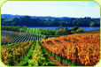 Nelson Wine
