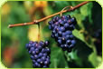 Waikato and Bay of Plenty Wine