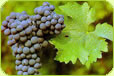 New Zealand Cabernet Sauvignon and Cabernet Blends