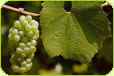 New Zealand Chardonnay