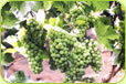 New Zealand Chenin Blanc