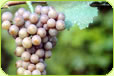 New Zealand Gewurztraminer