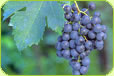New Zealand Merlot and Merlot Blends