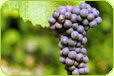 New Zealand Pinot Gris