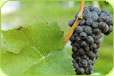 New Zealand Pinot Noir