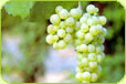 New Zealand Riesling