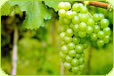 New Zealand Sauvignon Blanc