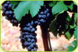 New Zealand Syrah (Shiraz)