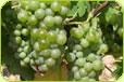 New Zealand Viognier