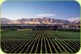 Wine Regions